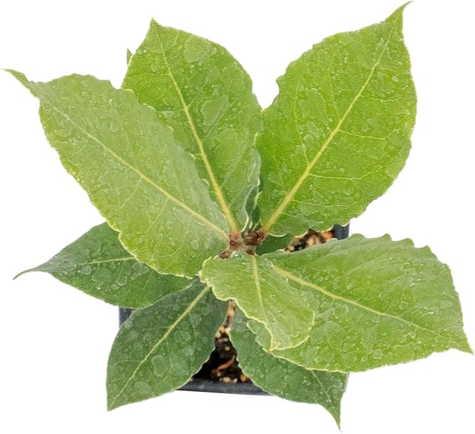 1 Live Bay Laurel Plants (Laurus Nobilis) – Aromatic Culinary Herb, Thriving in 2.5" Nursery Cubes