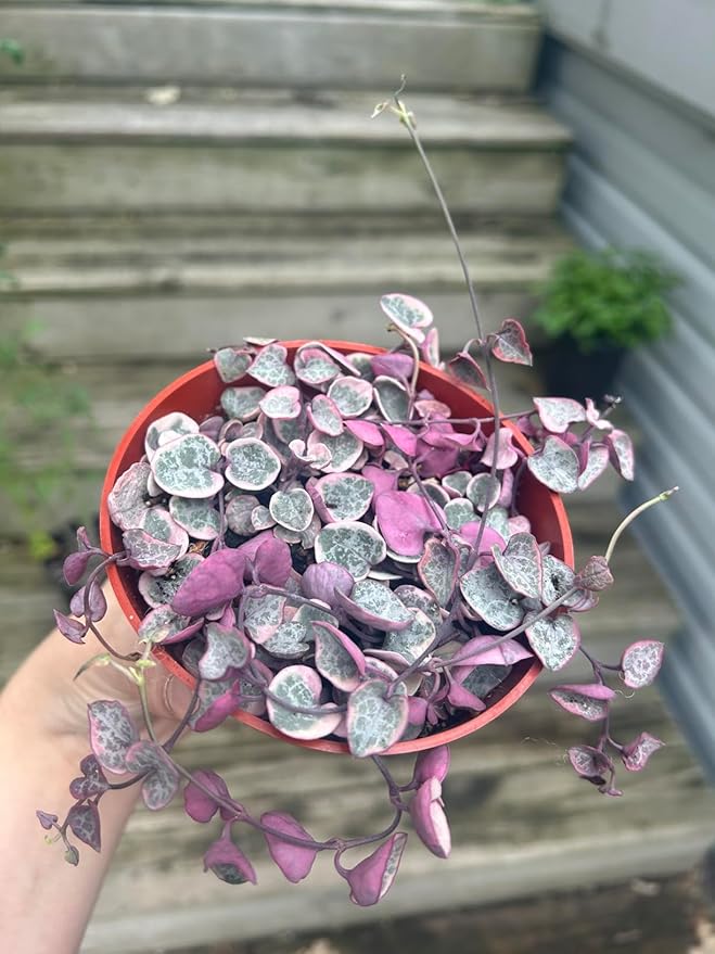 Sprout N Green String of Heart Variegata | Ceropegia woodii f. variegata, Live Plant Rooted in 4in Nursery Pot, Indoor Outdoor Office Home Holiday Décor