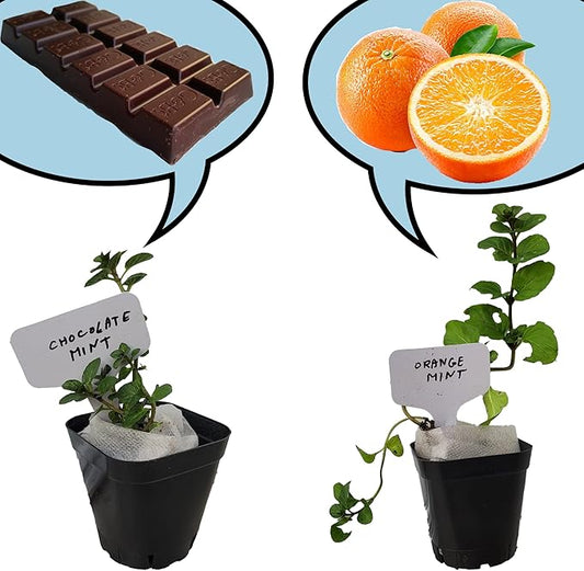 Chocolate+Orange Mint Plants. Live, Fragrant, Fresh, Edible. Easy Grow. Indoor/Outdoor. (Choc+Orange Mint Cups)