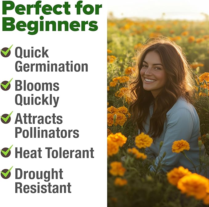 HOME GROWN Marigold Seeds Bulk Mix - 5600+ Crackerjack Marigold Flower Seeds for Planting Outdoors -Flowers Seed for Companion Planting -Wildflower African Marigold(Tagetes erecta)