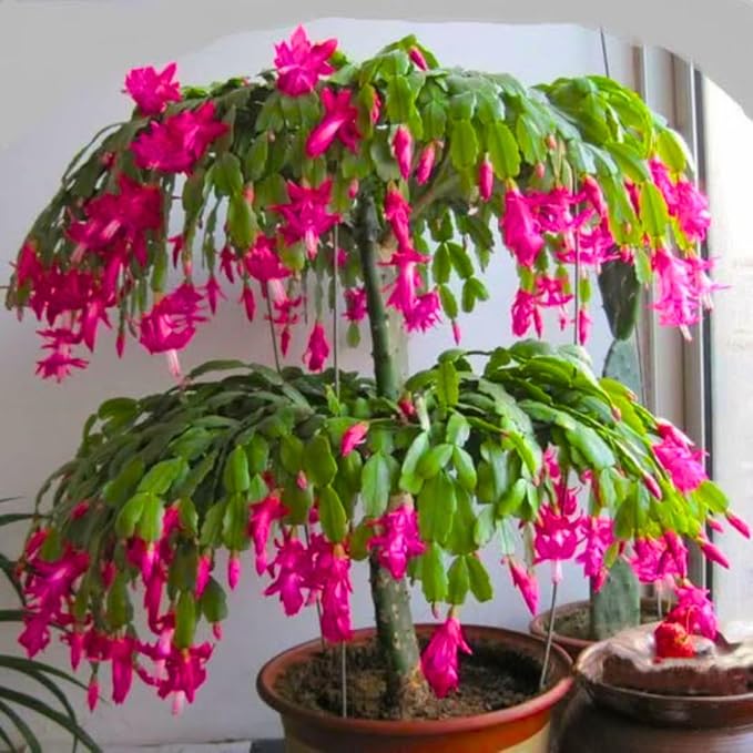 Thanksgiving Cactus Live Plant Ready to Bloom, Holiday Christmas Cactus Plants Live 5-8" Tall, No Pot, Winter Bloom, Indoor Planting, Ready to Blooms (Pink)