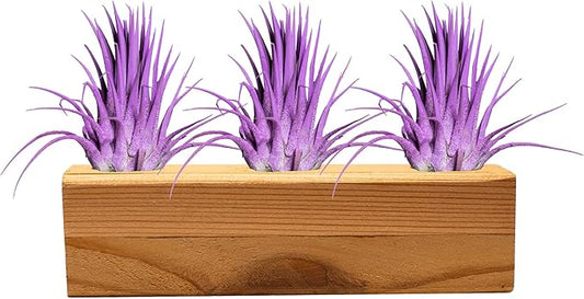 Air Plants 3 Pack - Tillandsia Ionantha - 3 Hole Planter - Organically Enhanced Color - Live Arrival Guaranteed - House Plants for Home Decor & Gift (3Pk + Black Planter) (3pk Lavender + Tan 3 Hole)