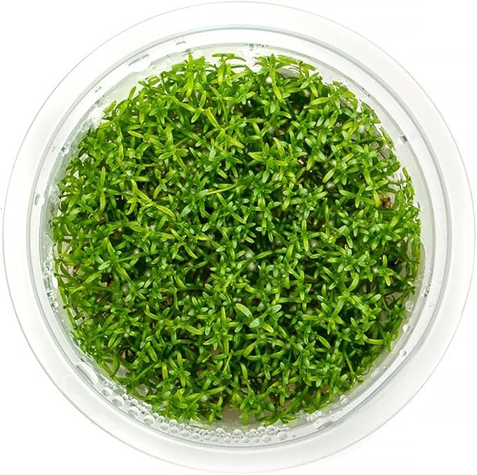 SubstrateSource Live Plant - Microcarpaea Minima Tissue Culture Aquatic Live Aquarium Plant - 100% Snail Free in Vitro Cup (Microcarpaea Minima)
