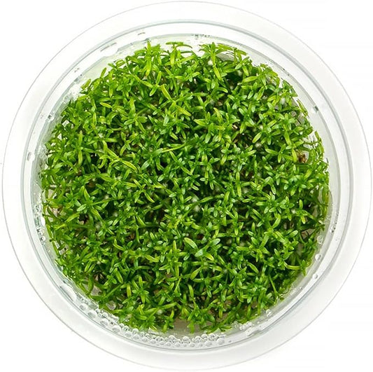 SubstrateSource Live Plant - Microcarpaea Minima Tissue Culture Aquatic Live Aquarium Plant - 100% Snail Free in Vitro Cup (Microcarpaea Minima)