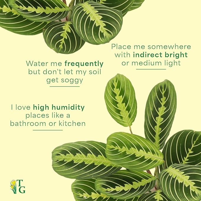 Thorsen's Greenhouse Lemon Lime Prayer Plant, Live Indoor Plant, Pet Friendly, Attractive Houseplant, Lemon Maranta, Natural Air Purifier, Easy to Grow, 4" Diameter Pot (Lavender)