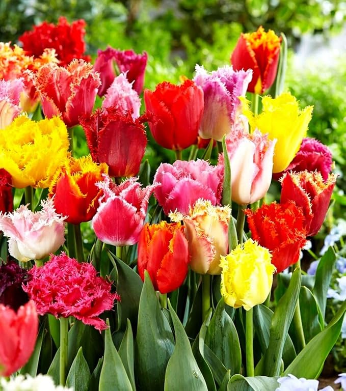 10 Triumph Tulip Bulbs for Fall Planting Mixed Perennial Flower Tulip Bulbs Changing Colors Mixture Size 12+ (Tulipa Fringed)