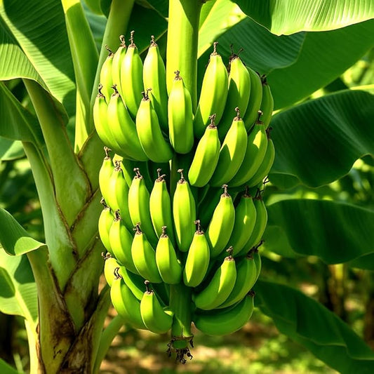 Banana Plants Grand Nain Includes Four (4) Plants