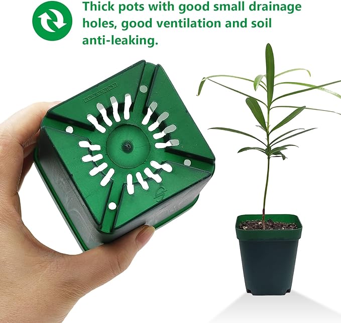 Square Nursery Succulent Pots 4 Inches 60 Pcs Deep Flower Plant Nursery Seedling Grow Pots Plastic with Drainage (Green, 4Inches, 60Pcs)