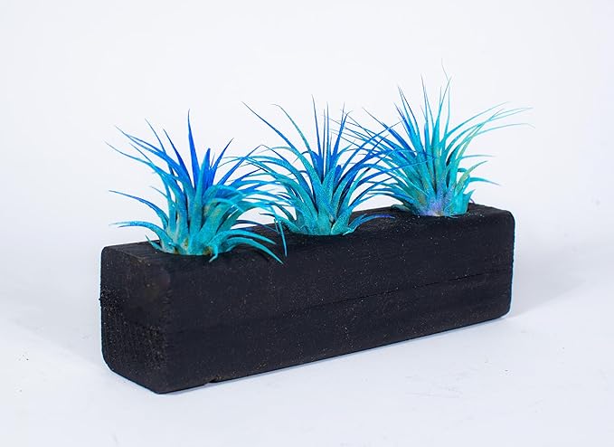 Air Plants 3 Pack - Tillandsia Ionantha - 3 Hole Planter - Organically Enhanced Color - Live Arrival Guaranteed - House Plants for Home Decor & Gift (3PK Blue Turq + Planter)