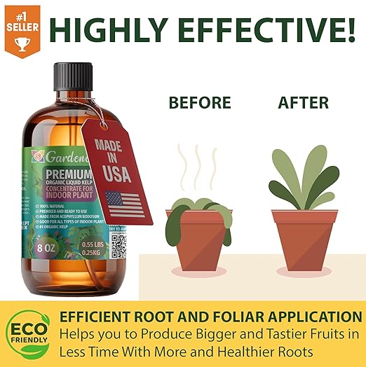 GARDENERA Premium Organic Seaweed & Kelp Superfood for Money Tree Plants - 32 oz - Liquid Kelp Fertilizer Concentrate (Makes 180 Gallons)