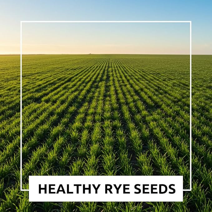 Cereal Rye Grain Seeds Open Pollinated Cover Crop Forage Deer Plot Food (8 Pounds)