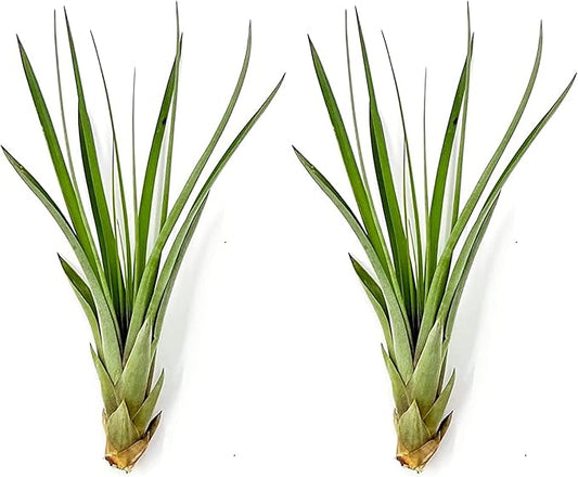 ragnaroc Air Plants - Tillandsia Fasciculata Tricolor, Large 4-6" - 2ct - Live Arrival Guaranteed - House Plants for Home Decor & Gift