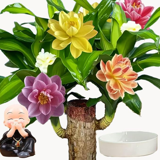 Brazilian Lucky Wood Plant for Home & Office Decor, Brazilian Wood Houseplant Kit Lucky Plants for Good Luck in The Home, Natural Air Cleaner for Bedroom (Black)