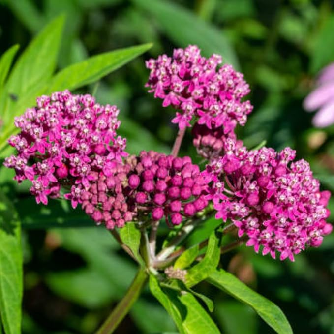 2 Milkweed Plants Live, Live Milkweed Plants, Asclepias Tuberosa Plant, 5 to 8 Inc Tall, Outdoors Gardening (Pink)