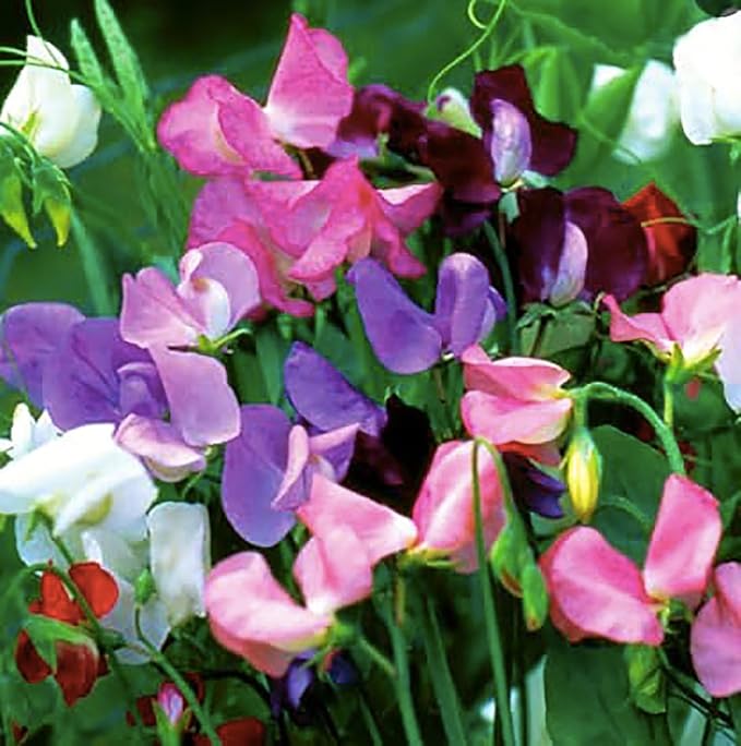 Dwarf Bijoux Sweet Pea Mixed Seeds - Approximately 65 Seeds…