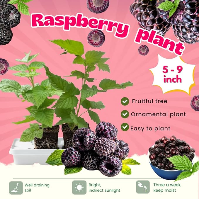 Set 2 Glencoe Thornless Raspberry Plants Live, Raspberry Trees Live Plants, Raspberry Seedlings, 5-9 Inc, Raspberry Fruits Trees