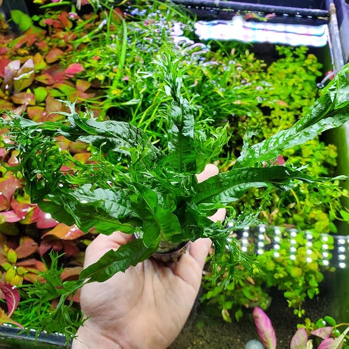 SubstrateSource Java Fern Live Aquarium Plants - Potted Freshwater Plant for Fish Tanks - Beginner Friendly, Low Light (Windelov, 1 Pot)