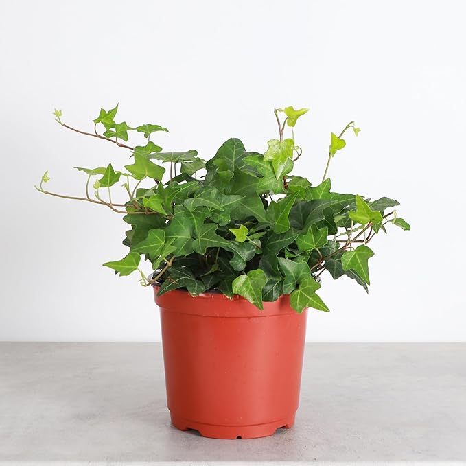 Thorsen's Greenhouse Live Green English Ivy Plant, Hedera Helix, Natural Air Purifier, Easy to Grow, Live Indoor Houseplant, (Nursery Pot - 6" Pot)