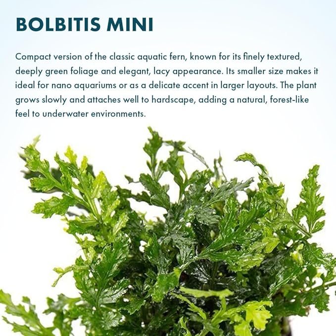 SubstrateSource Mini Bolbitis Baby Leaf - Live Aquarium Plant for Fish Tank Decorations (1 Pot)