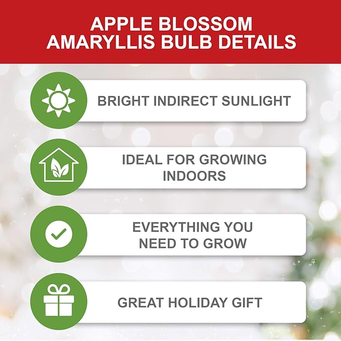 Garden State Bulb Apple Blossom Amaryllis Flower Bulb, 28/30cm, Holiday (Bag of 6)