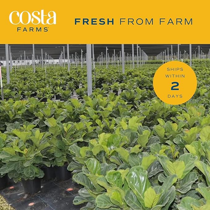 Costa Farms Fiddle Leaf Fig, Live Indoor Ficus Lyrata House Plant Potted in Modern Decor Planter, Floor Plant in Potting Soil Mix, Housewarming Gift, Room, Home, Office Decor, 2-3 Feet Tall