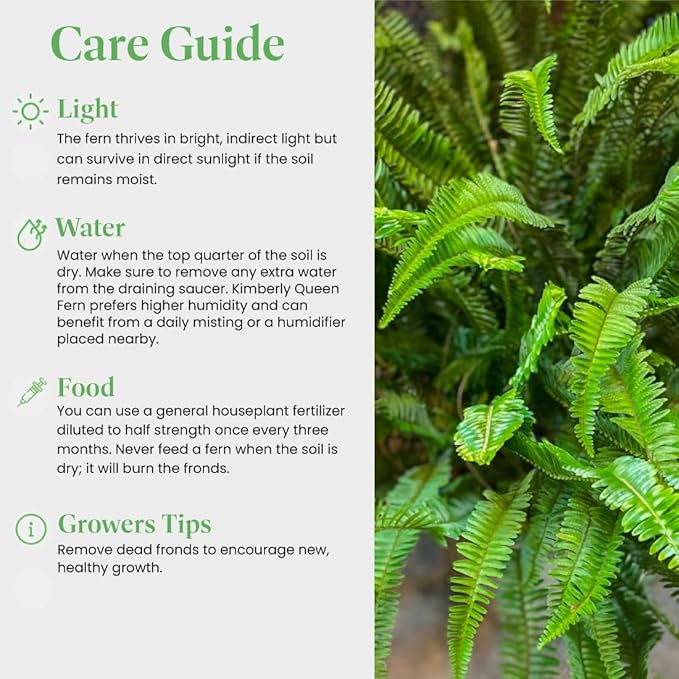 American Plant Exchange Kimberly Queen Fern – 6-Inch Pot – Live Hardy Upright Fern Houseplant, Easy Care Greenery for Home, Office, Garden, or Patio Decor