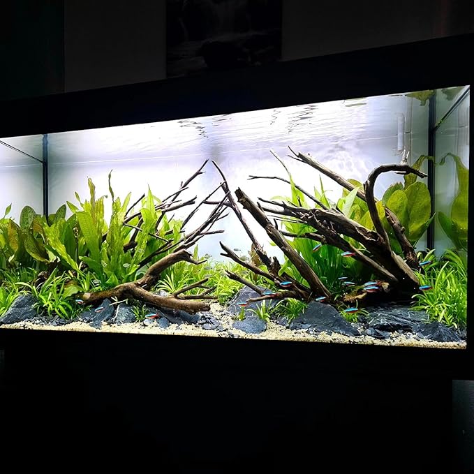 SubstrateSource Amazon Sword Echinodorus Bleheri Live Plant for Freshwater Aquariums, Natural Fish Tank Decorations, and Aquatic Decor (5 Pots (10-15 Plants))