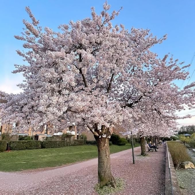 Cherry Blossom Tree, White Cherry Tree Live Plant, 6-12 Inch Tall in 2.5 Inch Pot, Dormant in Winter