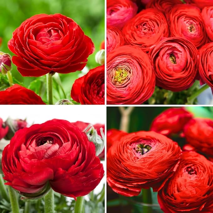 30 Ranunculus Bulbs for Fall Planting, Butterfly Ranunculus Corms, Peony Ranunculus Flower Bulbs for Garden, Vibrant Blooms in Spring (Red Ranunculus)