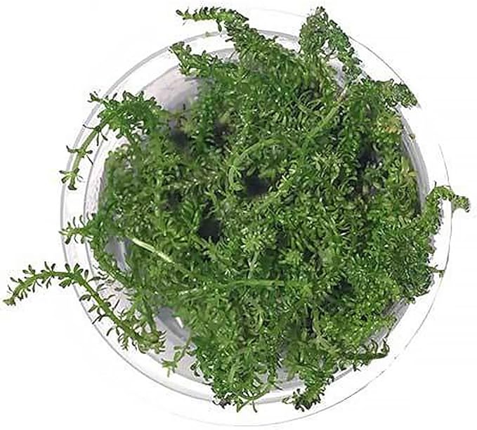SubstrateSource Live Plant - Rotala Macrandra Bangladesh Tissue Culture Aquatic Live Aquarium Plant - 100% Snail Free in Vitro Cup (Rotala Macrandra Bangladesh)
