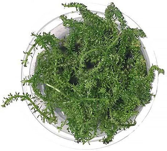 SubstrateSource Live Plant - Rotala Macrandra Bangladesh Tissue Culture Aquatic Live Aquarium Plant - 100% Snail Free in Vitro Cup (Rotala Macrandra Bangladesh)