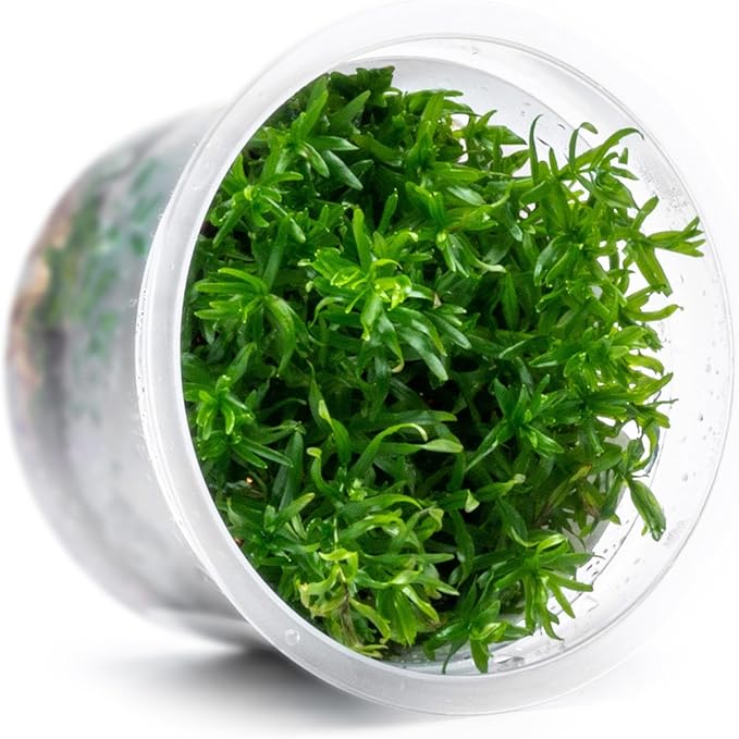 SubstrateSource Live Plant - Peplis Diandra (Didiplis Diandra) - Foreground Stem with Bright Green and Orange Hues, Snail-Free in Vitro Aquarium Plant - Tissue Culture