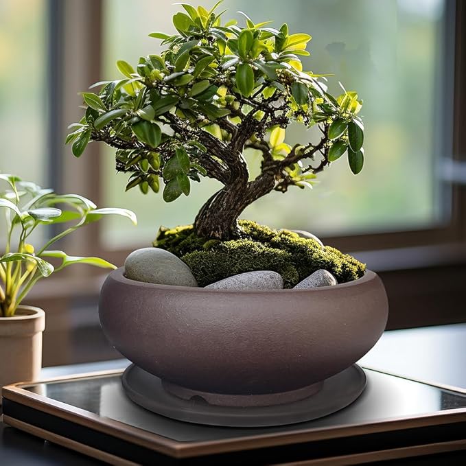 MUZHI 5.3” Round Ceramic Bonsai Starter Pots with Trays Set of 2 Brown and Red, Small Vintage Unglazed Succulent Pots with Saucers Minimalist Classic Mame Bonsai Planter with Drainage