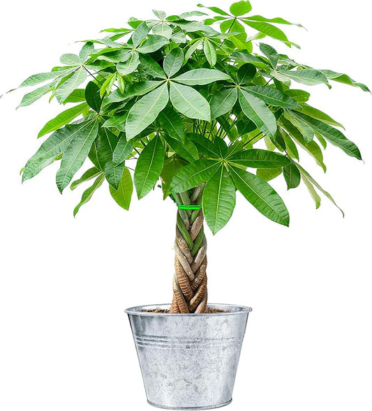 Sprout N Green Small Money Tree with 5 Lucky Braid, Live Plant with Vintage Metal Pot, Decoration for Indoor Home Office Tabletop Windowsill Side Table, Housewarming Christmas Gift, 8-10" Tall