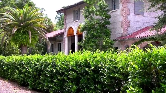 Ligustrum Waxleaf Privet - 40 Live Plants 2" Pot Size - Evergreen Privacy Hedge