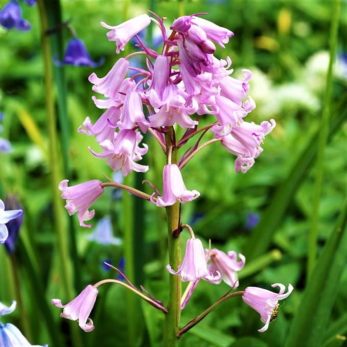 Easy to Grow Spanish Bluebells Pink 10 Plant Bulbs - Pink Fragrant Flowers in Spring, Partial Sun Outdoor Zones 3-8