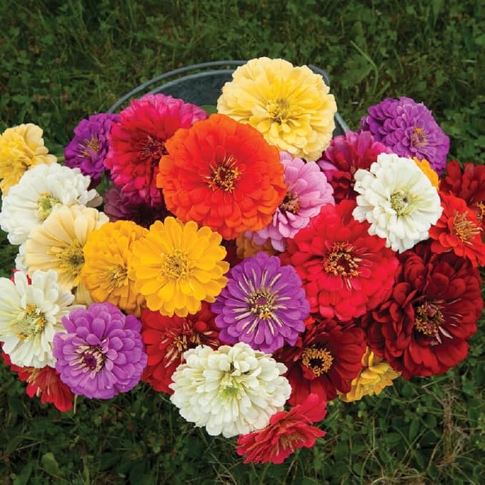 Zinnia Seeds, Giant Dahlia Flowered Mix, Pack of 1,500 Seeds by SeedsGo