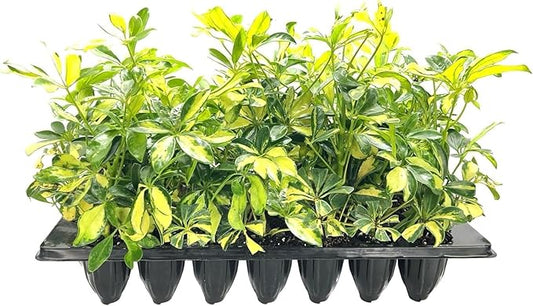 Arboricola Variegated Schefflera Trinette I 10 Live Plants I Vibrant Green & Yellow Foliage, Easy-Care Indoor & Outdoor Plant, Air-Purifying, Ideal for Home