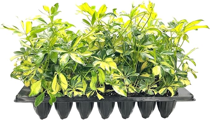 Arboricola Variegated Schefflera Trinette I 20 Live Plants I Vibrant Green & Yellow Foliage, Easy-Care Indoor & Outdoor Plant, Air-Purifying, Ideal for Home