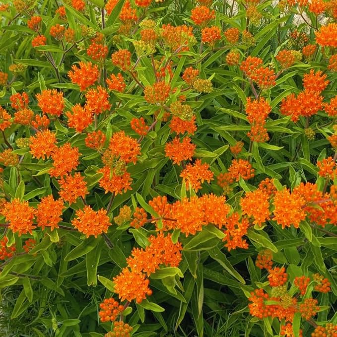 2 Orange Butterfly Milkweed Plants Live, Live Milkweed Plants, Asclepias Tuberosa Plant for Gardening, 5 to 7 Inc Tall