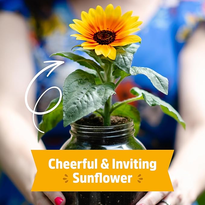 Back to the Roots Sunflower Organic Windowsill Planter Kit - Grows Year Round, Includes Everything Needed for Planting