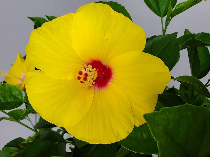 Braided Yoder Yellow Hibiscus Tree - Yellow Hibiscus Flowers - Overall Size 36" to 42" - Live Plant - Tropical Plants of Florida (Plant)