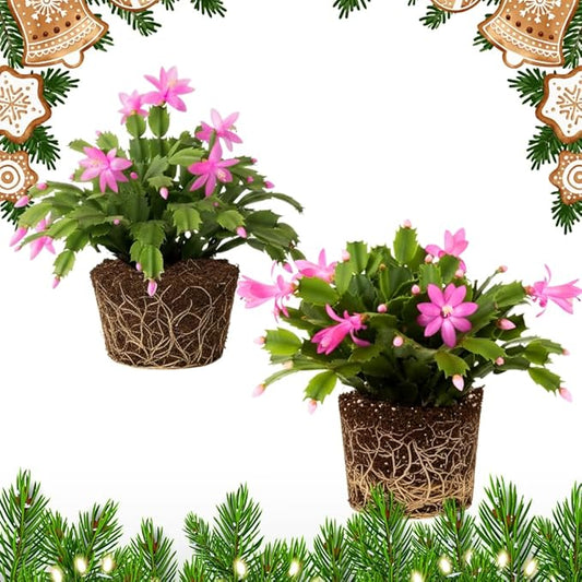 2 Pink Christmas Cactus Plants, Thanksgiving Cactus 3-6 Inch Tall, Winter Succulents Flowers Container Hanging Basket Indoor Outdoor Planting