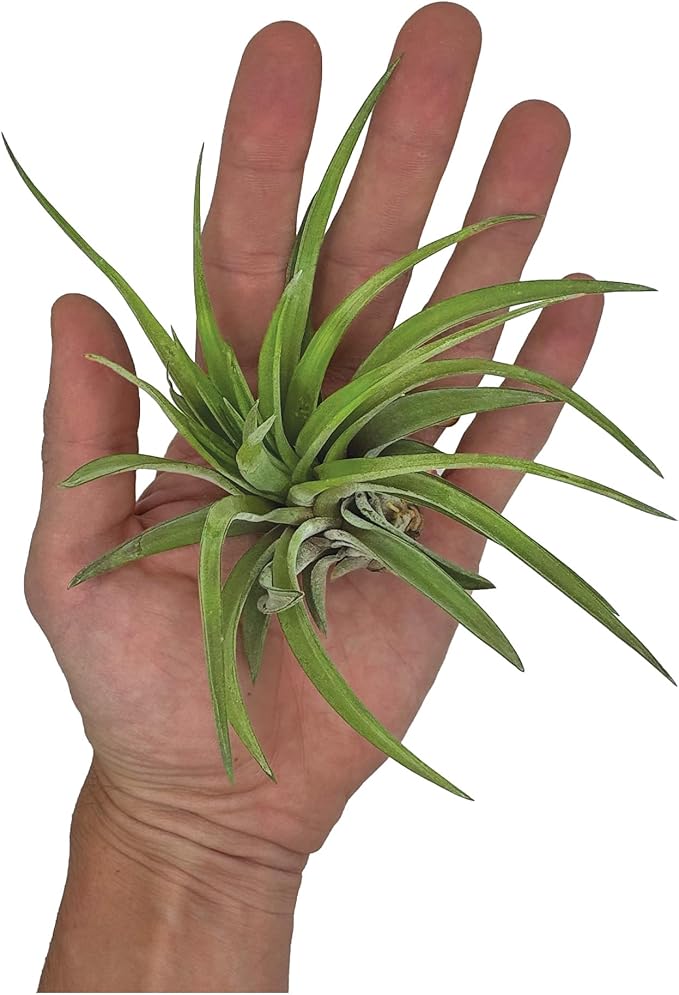 ragnaroc Air Plants - Tillandsia Brachycaulos Abdita, Large 4-6" - 1 ct - Live Arrival Guaranteed - House Plants for Home Decor & Gift