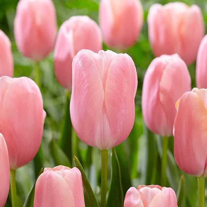 Garden State Bulb Single Late Pink Menton Tulip Flower Bulbs, 12/+ cm, Fall Planting (Bag of 100)