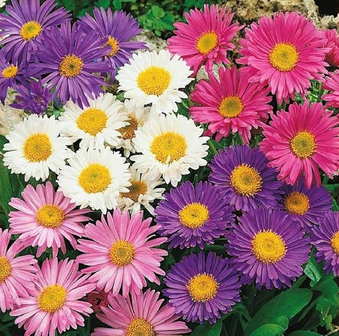 Rainbow Aster Flower Seeds,25 Count COOL BEANS N SPROUTS Brand. Home Gardening.