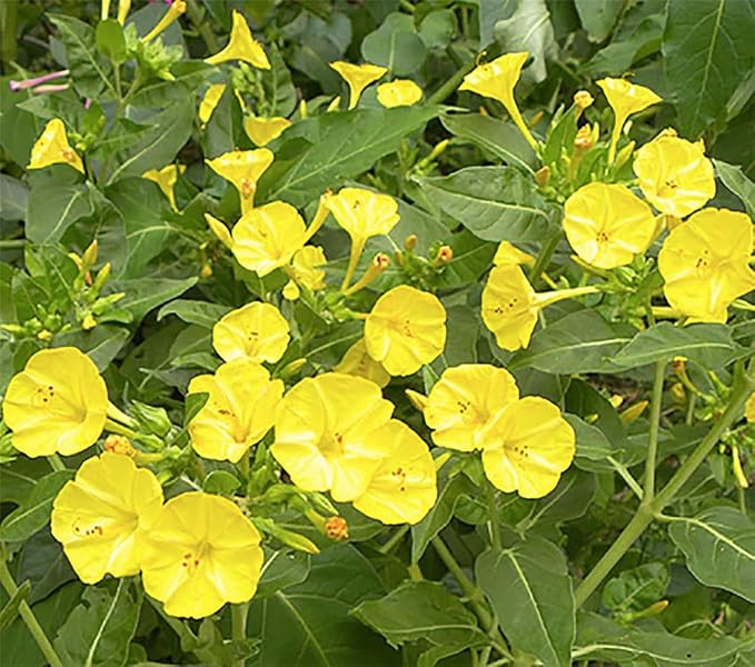 80 Yellow Four O'Clock Seeds - Tender Perennial That Reseeds Easily