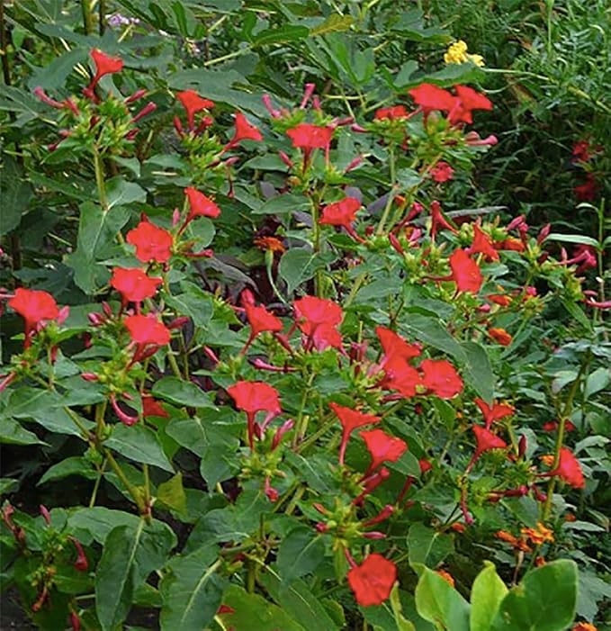 80 Red Four O'Clock Seeds - Tender Perennial That Reseeds Easily
