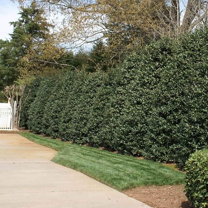 Ilex Nellie R. Stevens Holly - 1 Live Quart Size Tree - Evergreen Privacy Shrub - Red Berries