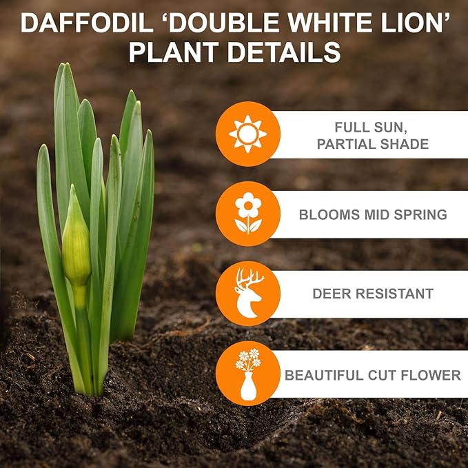 Garden State Bulb Narcissus White Lion Double Daffodil Flower Bulbs, 16/18cm, Fall Planting (Bag of 50)